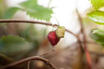 wild strawberries 