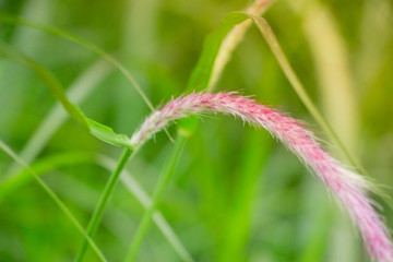 Obraz premium Tall and healthy grass in a tranquil field. Macro close-up shot with purple and pink bloom on the top of the grass blade in a park on a warm summer night.