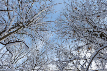 bottom view of the snowy tops of trees