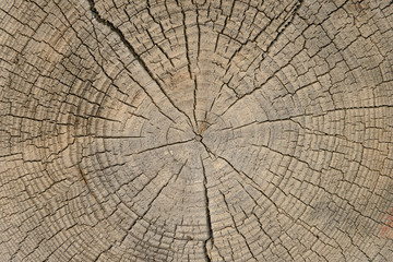 drawing of annual rings on a log saw cut