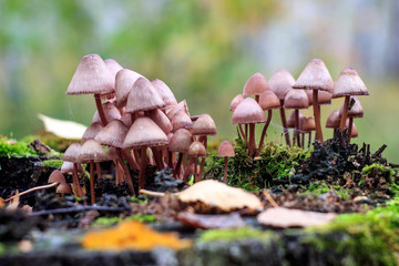 Семья несъедобных грибов
