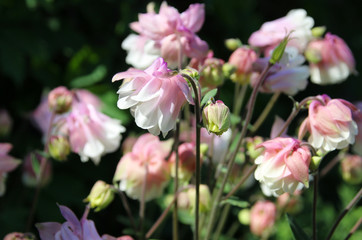 White-pink Aquilegia in the summer garden. 