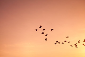 Flock of geese -  on colorful pink, red, violet sunset sky.