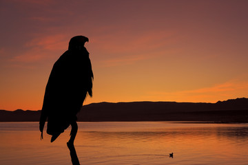 The silhouette of the African Fish - Eagle