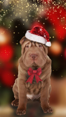 Shar pei dog with christmas hat