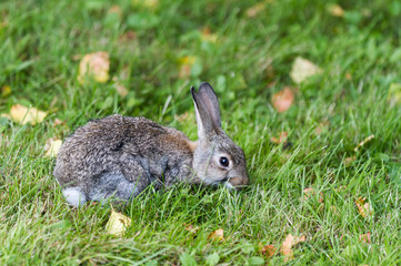 kleines Wildkaninchen auf Wiese