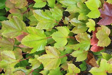 Green foliage background