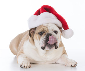 dog wearing santa hat