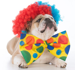 dog dressed like a clown