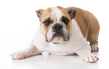 Fototapeta premium bulldog laying down