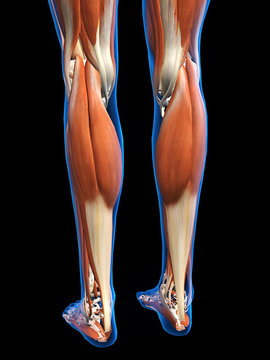 Female Leg Muscles X-ray Rear View