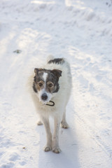 A shaggy mongrel dog in the snow