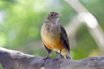 Rufous-bellied thrush, bird symbol of Brazil