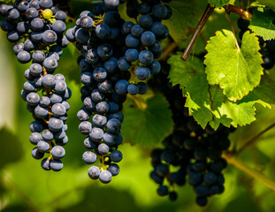 Vineyard of purple grapes