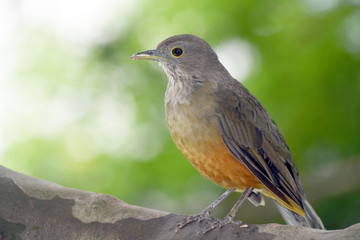 Rufous-bellied thrush, bird symbol of Brazil