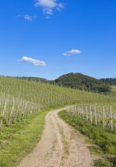 Fototapeta na wymiar Curved path through vineyard landscape