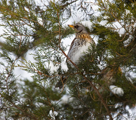 Thrush Fieldfare on a tree in the forest