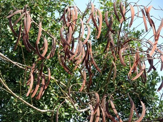 Evergreen carob tree