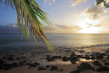 Palm and sunset - Pointe Borgnèse - Martinique - FWI