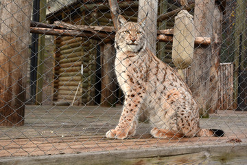 Beautiful lynx in a zoo cage - Powered by Adobe