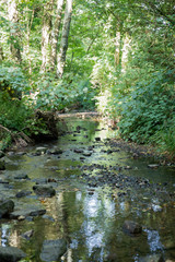 Beautiful shallow river dotted with rocks through woodland trees