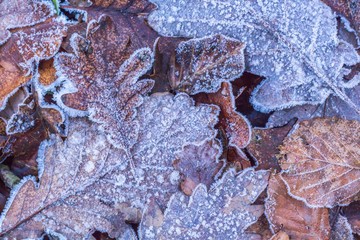 winter frost leaves On the forest floor Nature  details