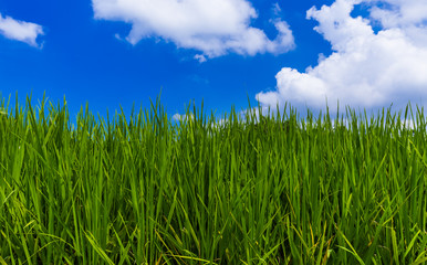 Grass and cloudy sky