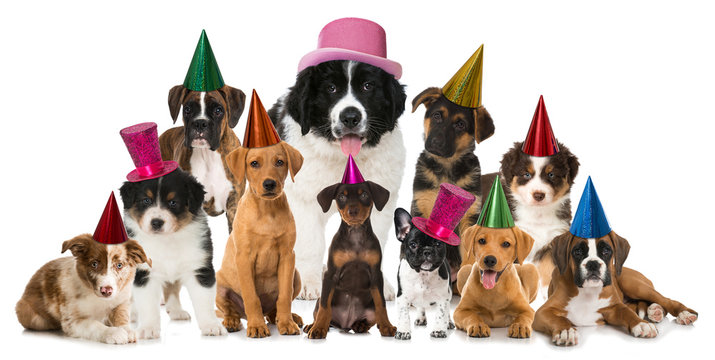Geburtstag Tiere Images – Browse 1,300 Stock Photos, Vectors, and Video |  Adobe Stock