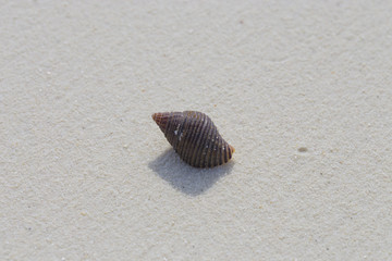 Shell on a white coral sand.