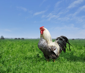 Петух на поле