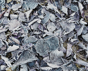 Bevroren en gevallen boombladeren met rijp in de winter