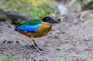 Blue-winged Pitta(Blue-winged Pitta),colorful bird standing on ground.