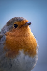 Robin with blurred background