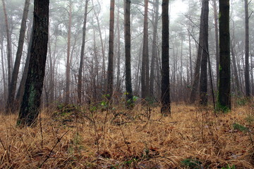 Wald bei schlechtem Wette