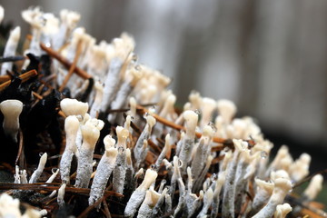 Pilze im Wald