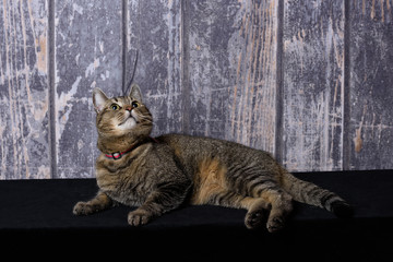 Obraz premium Cat lying on black surface with a wooden background and looking up into the sky