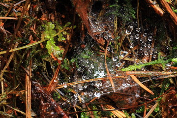 Spinnennetz auf Waldboden nach Regen