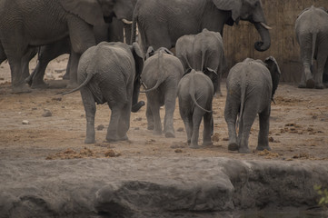 Elephants, Loxodonta Africana, bottoms all in a row as they race towards waterhole, Kruger National Park, South Africa