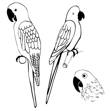 Hand drawn parrots. Vector illustration.