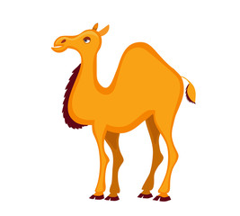 Dromedary. Decorated  cartoon camel. Vector illustration isolated on white background.