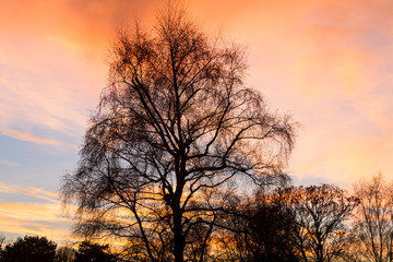 Naklejka premium Silhouetted tree at sunset