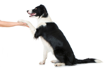 Border Collie gibt Pfote