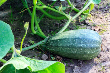 Obraz premium zucchini in the garden