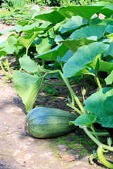 Obraz premium zucchini in the garden