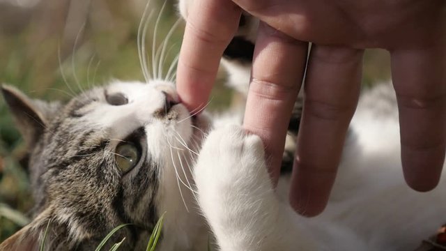 Animal scene with human hand playing with kitten in the field slow-mo 1920X1080 HD footage - Slow motion of curious Felis catus pet in the grass 1080p FullHD video