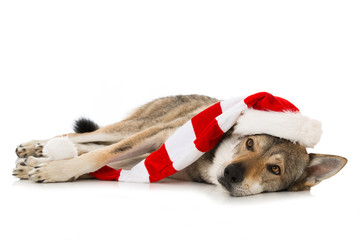 Hund mit Weihnachtsmütze