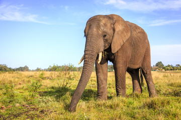 Obraz premium Słoń afrykański