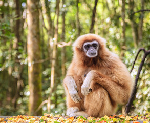 Lar Gibbon