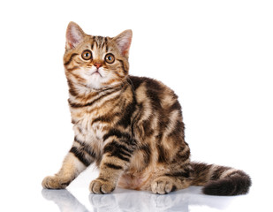 Fototapeta premium kot Scottish Straight siedzi na białym tle