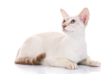 white cat with big ears and blue eyes lying , isolated